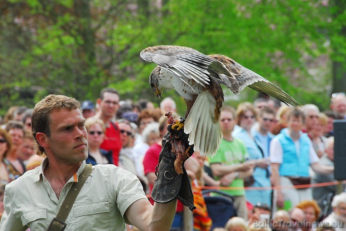 Ornitologi izklaidēs apmeklētājus ar plēsīgo putnu prezentācijām
Foto: PR Keukenhof 54896