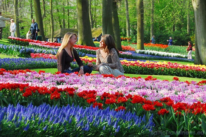 2010. gadā Keukenhofas ziedu dārzi atzīti par desmito interesantāko tūrisma objektu pasaulē
Foto: PR Keukenhof 54900