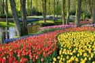 Keukenhofas dārzu kompleksi Nīderlandē katru gadu pavasarī piesaista neskaitāmus tūristus un ceļotājus, kas tur ierodas apbrīnot krāšņos ziedus un to  1