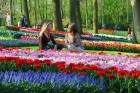 2010. gadā Keukenhofas ziedu dārzi atzīti par desmito interesantāko tūrisma objektu pasaulē
Foto: PR Keukenhof 13