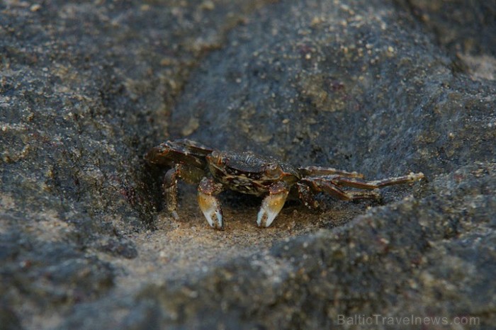 Pludmales krabīši: smiltīs: mazītiņi tramīgi un smilškrāsas, granītakmeņos- lielāki drosmīgāki un akmenskrāsas. Foto: Guna Bērziņa Pludmales krabīši: smiltīs: mazītiņi tramīgi un smilškrāsas, granītakmeņos- lielāki drosmīgāki un akmenskrāsas. Foto: Guna Bērziņa 57021