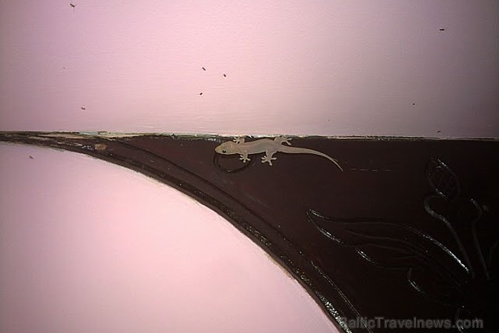 Jebkuras mājas svētībiņa cilvēka miesas krāsas Geko ķirzaciņas - mušu, odu, zirnekļu ķērāji. Foto: Guna Bērziņa Jebkuras mājas svētībiņa cilvēka miesas krāsas Geko ķirzaciņas - mušu, odu, zirnekļu ķērāji. Foto: Guna Bērziņa 57022