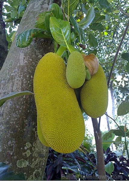 Neparasti augļi Jack fruit. Lieto uzturā kā dārzeņus. Foto: Guna Bērziņa 57186