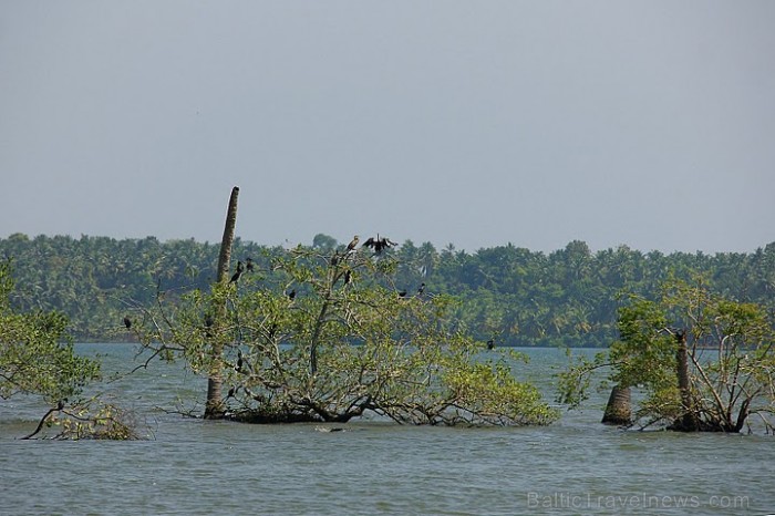 Backwaters – Ūdensputnu un zivju, garneļu un gliemju paradīze. Tie ir tīri un sezonāli tie kļūst saldūdens resursi. Kollam. Foto: Guna Bērziņa 57217