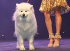 Skaistuma konkurss «Mis un Misters Latvija 2010» - uznācieni ar suņiem, kurus sauc par Samojeds 40