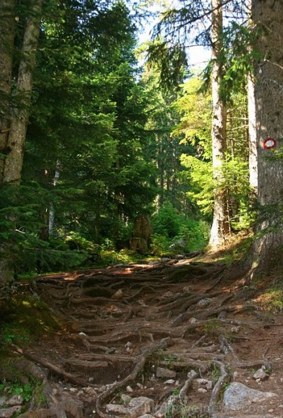 Durmitor Nacionālais parks ir lielākais dabas parks Montenegro
Foto: Leo Perunovic 58472