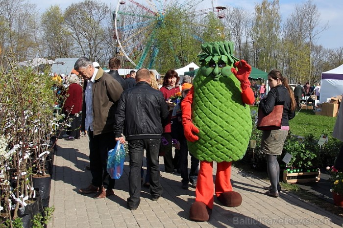 Latvijas Stādu parāde 2011 notika Siguldā, Svētku laukumā pie panorāmas riteņa. Papildus informācija: www.staduparade.lv
Foto: Juris Kilkuts 59006