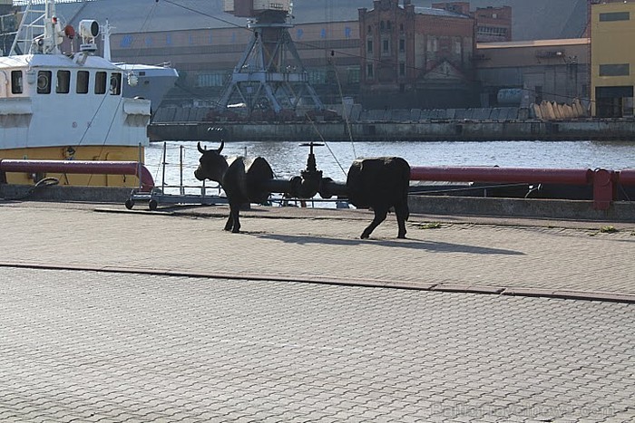 Viena no Ventspils 26  govju  parādes dalībniecēm - 