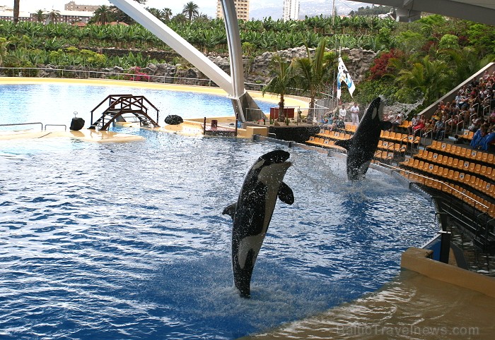 Zobenvaļu šovs Loro parkā (Loro Parque, Tenerifes salā). Vairāk informācijas www.teztour.lv 63674