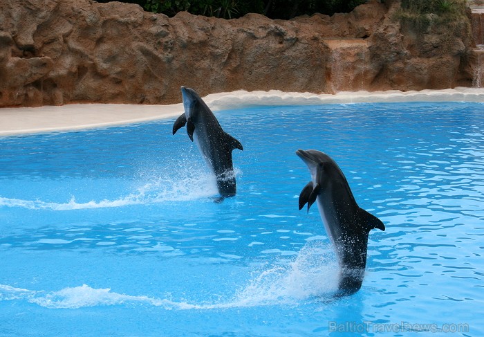 Travelnews.lv ceļojuma stāsts par Loro parku (Loro parque) - Loro parka unikalitāte piesaista tūristus no visas pasaules 64522