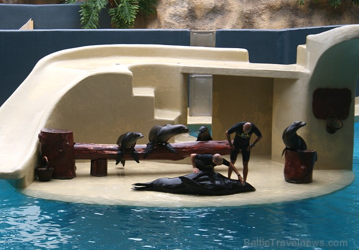 Travelnews.lv ceļojuma stāsts par Loro parku (Loro parque) - Loro parka unikalitāte piesaista tūristus no visas pasaules Travelnews.lv ceļojuma stāsts par Loro parku (Loro parque) - Loro parka unikalitāte piesaista tūristus no visas pasaules 64532