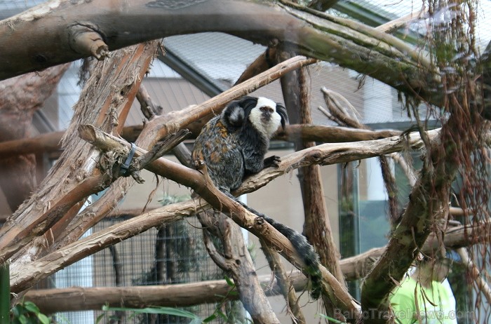 Travelnews.lv ceļojuma stāsts par Loro parku (Loro parque) - Loro parka unikalitāte piesaista tūristus no visas pasaules 64541