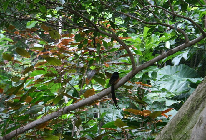 Travelnews.lv ceļojuma stāsts par Loro parku (Loro parque) - Loro parka unikalitāte piesaista tūristus no visas pasaules Travelnews.lv ceļojuma stāsts par Loro parku (Loro parque) - Loro parka unikalitāte piesaista tūristus no visas pasaules 64576