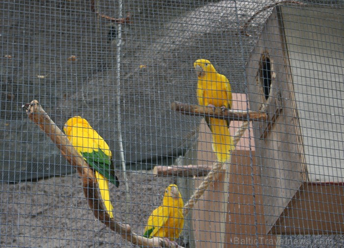 Travelnews.lv ceļojuma stāsts par Loro parku (Loro parque) - Loro parka unikalitāte piesaista tūristus no visas pasaules 64591