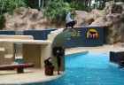 Travelnews.lv ceļojuma stāsts par Loro parku (Loro parque) - Loro parka unikalitāte piesaista tūristus no visas pasaules 24