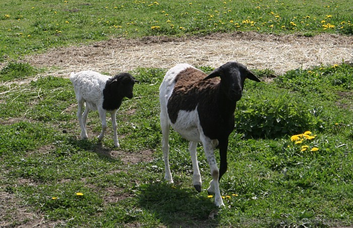 Mini zoo ir gan pundurkazas, gan Svētā Jakoba aitas ar četriem ragiem, Anglo – Nūbijas kazas,  Somālijas aitas