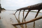 Vecbuļļu dabas liegums ir vieta klusai atpūtai Rīgā - Lielupes krastu abrāzija 7