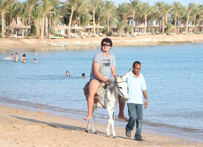 Travelnews.lv redakcija ar starptautiskā tūroperatora Tez tour (www.teztour.lv) gādību bauda Ēģiptes saules viesnīcu InterContinental Abu Soma Resort Travelnews.lv redakcija ar starptautiskā tūroperatora Tez tour (www.teztour.lv) gādību bauda Ēģiptes saules viesnīcu InterContinental Abu Soma Resort 68015