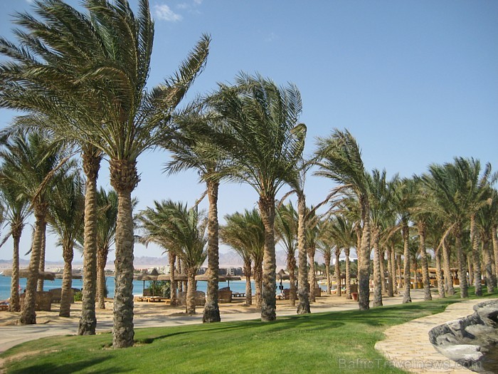 Travelnews.lv redakcija ar starptautiskā tūroperatora Tez tour (www.teztour.lv) gādību bauda Ēģiptes saules viesnīcu InterContinental Abu Soma Resort Travelnews.lv redakcija ar starptautiskā tūroperatora Tez tour (www.teztour.lv) gādību bauda Ēģiptes saules viesnīcu InterContinental Abu Soma Resort 68027