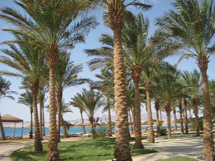 Travelnews.lv redakcija ar starptautiskā tūroperatora Tez tour (www.teztour.lv) gādību bauda Ēģiptes saules viesnīcu InterContinental Abu Soma Resort Travelnews.lv redakcija ar starptautiskā tūroperatora Tez tour (www.teztour.lv) gādību bauda Ēģiptes saules viesnīcu InterContinental Abu Soma Resort 68042