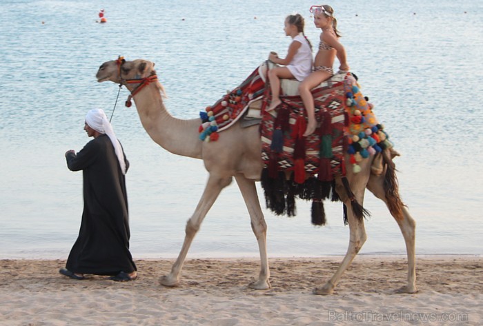 Travelnews.lv redakcija ar starptautiskā tūroperatora Tez tour (www.teztour.lv) gādību bauda Ēģiptes saules viesnīcu InterContinental Abu Soma Resort Travelnews.lv redakcija ar starptautiskā tūroperatora Tez tour (www.teztour.lv) gādību bauda Ēģiptes saules viesnīcu InterContinental Abu Soma Resort 68063
