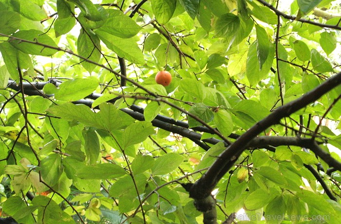 Malagas botāniskais dārzs www.andalucia.org 68817