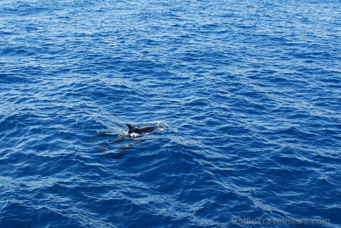 Mums paveicās, mēs redzējām delfīnus - www.novatours.lv 69490