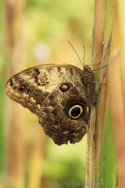 Mariposario del Drago tauriņu dārzā ir iespējams apskatīt visdažādāko šķirņu tauriņus 70187