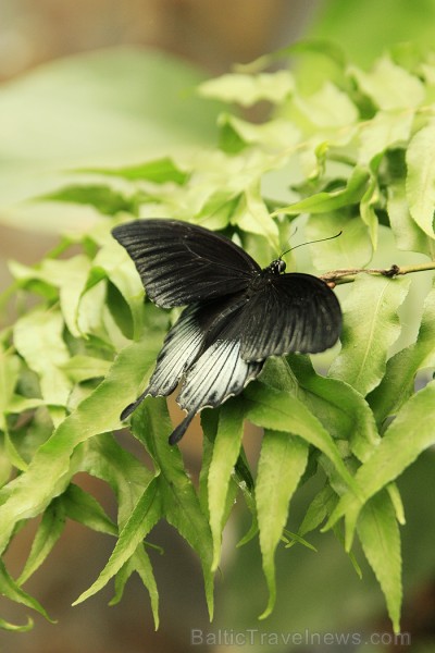 Mariposario del Drago tauriņu dārzā ir iespējams apskatīt visdažādāko šķirņu tauriņus 70191