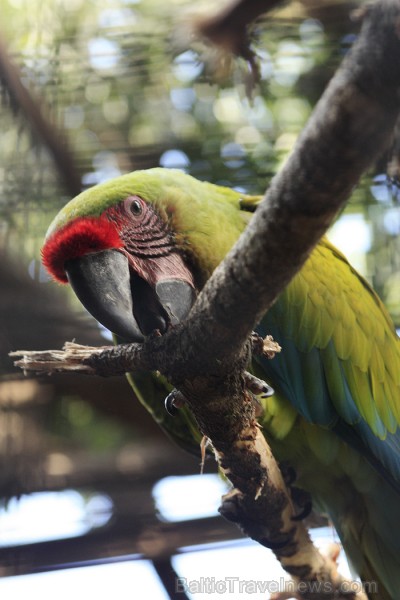 Loro parks ir mājvieta 700 papagaiļiem, kas veido lielāko papagaiļu kolekciju pasaulē 70350