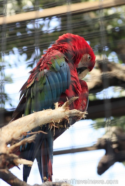 Loro parks ir mājvieta 700 papagaiļiem, kas veido lielāko papagaiļu kolekciju pasaulē 70351