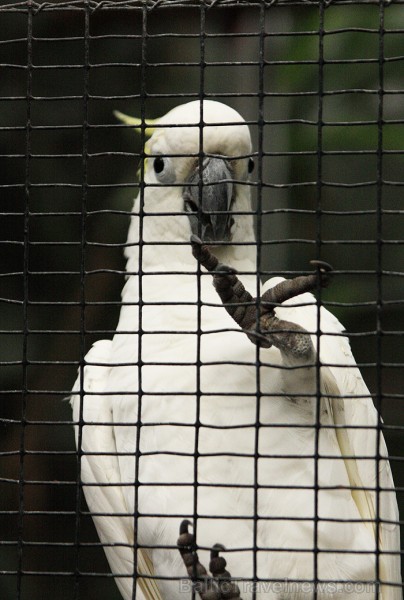 Loro parks ir mājvieta 700 papagaiļiem, kas veido lielāko papagaiļu kolekciju pasaulē 70352