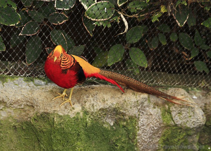 Neskaitot papagaiļus, Loro parkā iespējams aplūkot arī citu sugu putnus  - www.novatours.lv 70357
