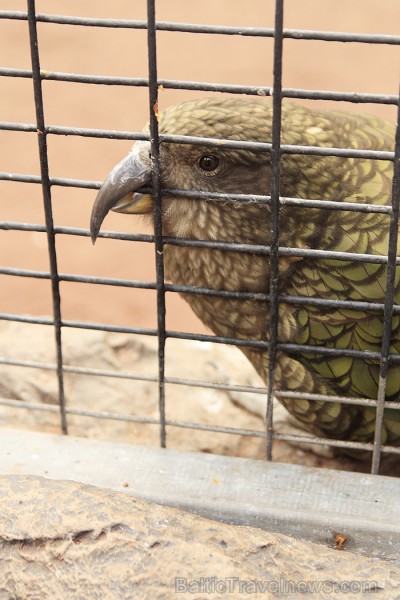 Neskaitot papagaiļus, Loro parkā iespējams aplūkot arī citu sugu putnus 70360