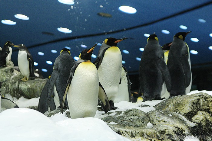 Viens no iemīļotākajiem tūristu apskates objektiem ir pingvīni - www.novatours.lv 70361