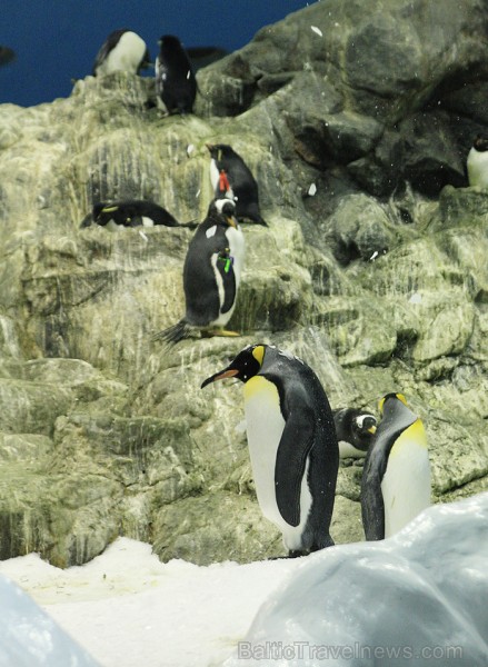 Pingvīnu planētā putni tiek nodrošināti ar tiem nepieciešamajiem dzīves apstākļiem 70362