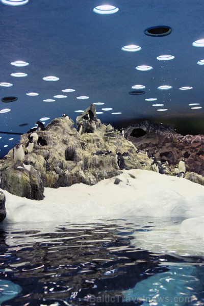 Priekš šiem putniem ir izveidota īpaša Pingvīnu planēta, kurā iespējams aplūkot dažādus pingvīnu veidus 70363