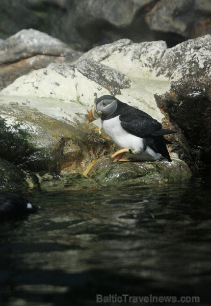 Pingvīnu planētā iespējams aplūkot dažādas pingvīnu sugas 70364