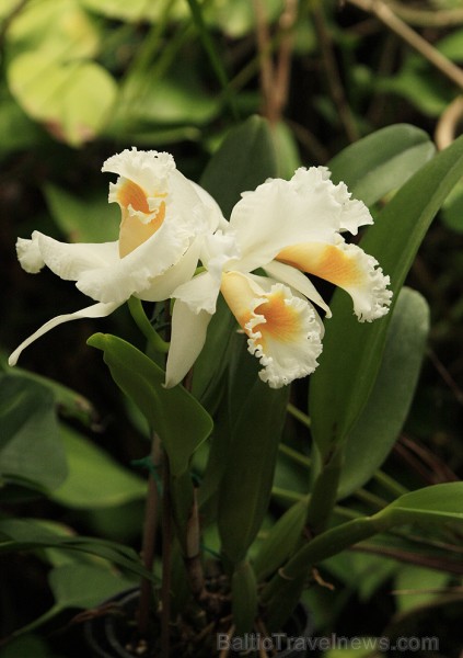 Šeit ir apskatāmas visdažādāko veidu un krāsu orhidejas 70367