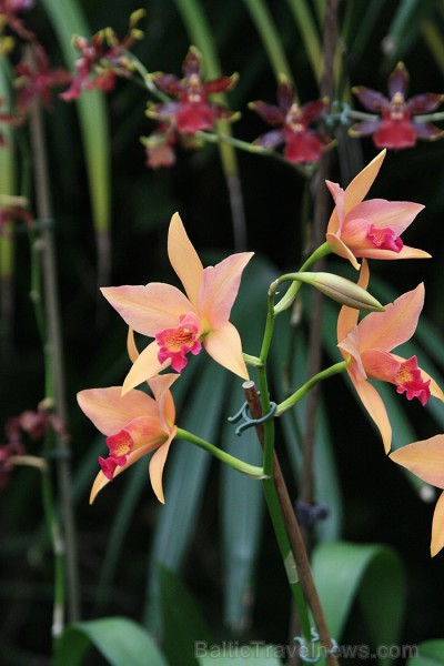 Šeit ir apskatāmas visdažādāko veidu un krāsu orhidejas 70368