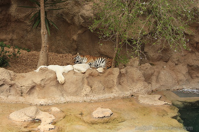Parka lepnums ir ļoti reti sastopamais baltais tīģeris 70374