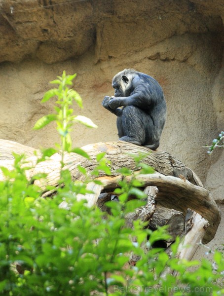 Loro parkā mājvieta ir arī šimpanžu ģimenītei 70376