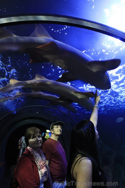 Viens no iespaidīgākajiem skatiem ir 18 metrus garā stikla tunelī apskatāmās haizivis, rajas un citi okeāna iemītnieki 70387