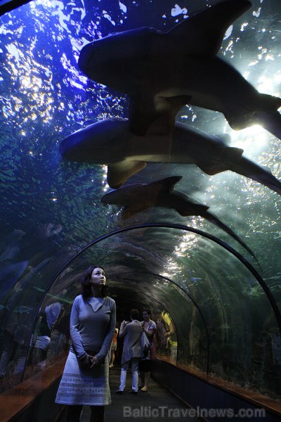 Haizivis atpūšas uz 18 metrus garā stikla tuneļa griestiem, liekot apmeklētājiem brīnīties, vai tās ir dzīvas 70388