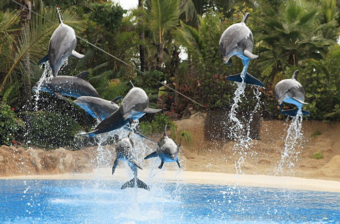 Arī delfīnu šovs ir aizraujošs un interesants - www.novatours.lv 70393