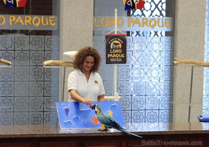 Neskaitot ūdens šovus, savu atraktivitāti izrāda arī papagaiļi  - www.novatours.lv 70397
