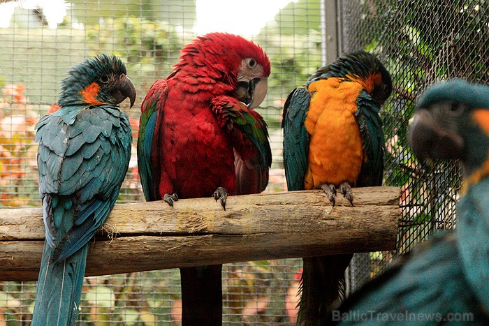 Loro parks ir zoodārzs, kas atrodas Tenerifē (Kanāriju salās) un katru gadu piesaista apmeklētājus no visas pasaules - www.novatours.lv 70401