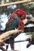 Loro parks ir mājvieta 700 papagaiļiem, kas veido lielāko papagaiļu kolekciju pasaulē 11