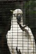 Loro parks ir mājvieta 700 papagaiļiem, kas veido lielāko papagaiļu kolekciju pasaulē 12