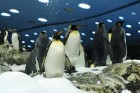 Viens no iemīļotākajiem tūristu apskates objektiem ir pingvīni - www.novatours.lv 21